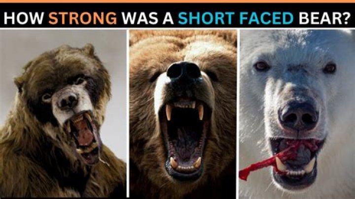 Was the short faced bear a scavenger?