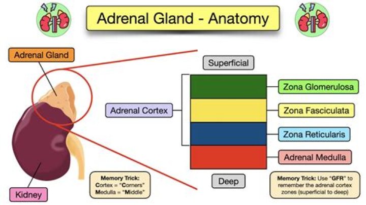 Were are your adrenal glands?