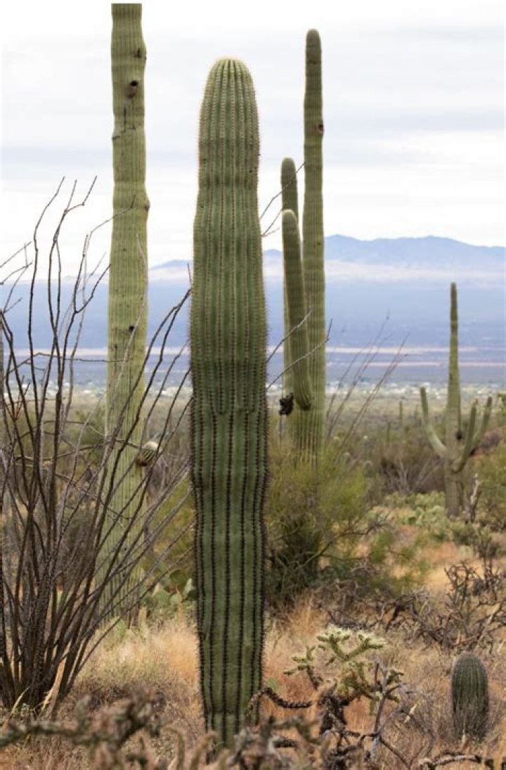 Were do cactus live?