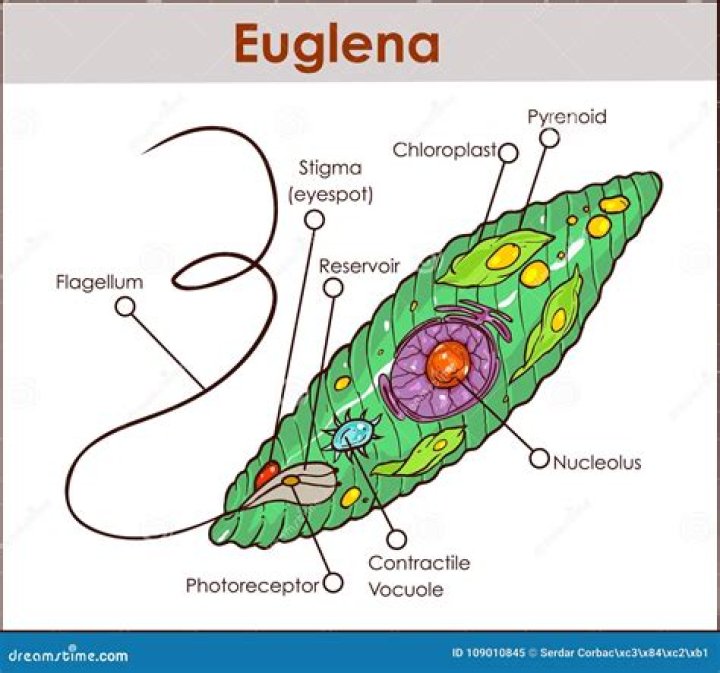 Were do euglena live?