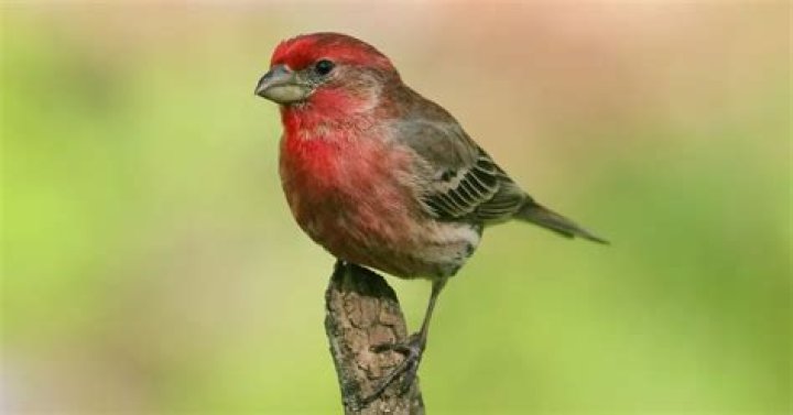 Were do house finches live?