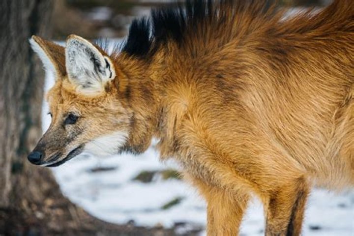 Were do maned wolves live?