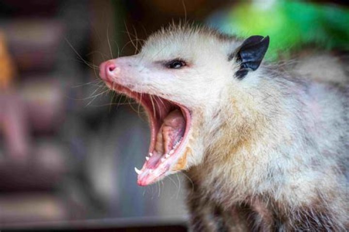 Were do opossum live?