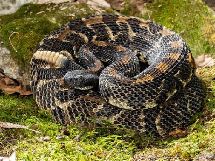 Were do rattlesnakes live?