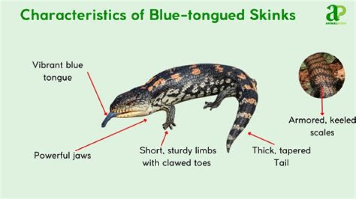 Were do skinks live?