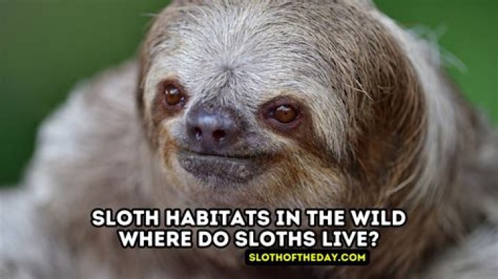 Were do sloths live?