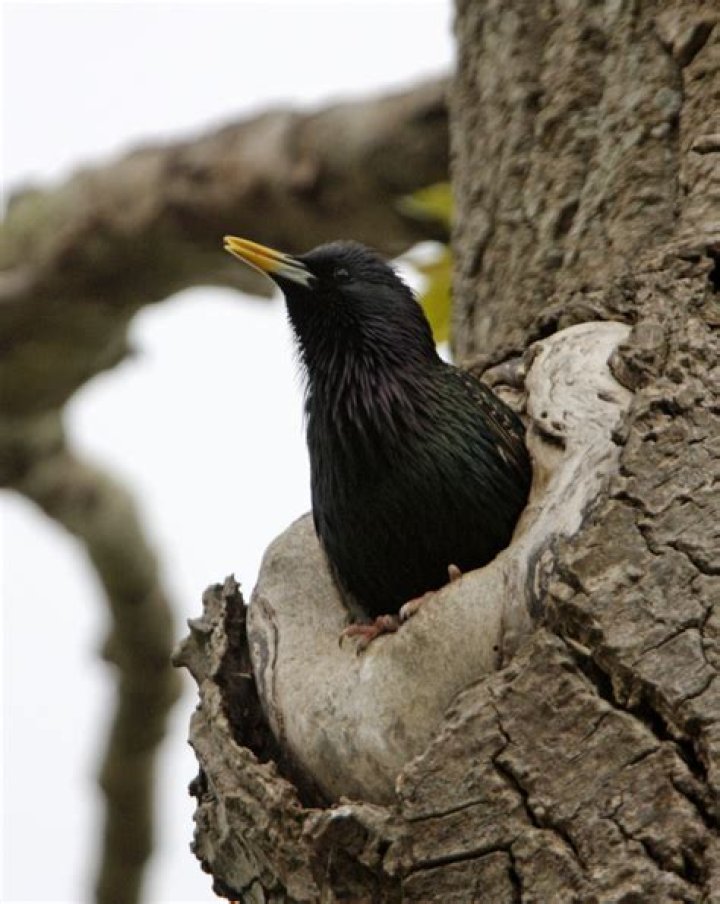 Were do starlings nest?