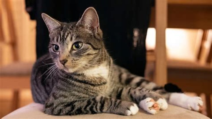Were do tabby cats live?
