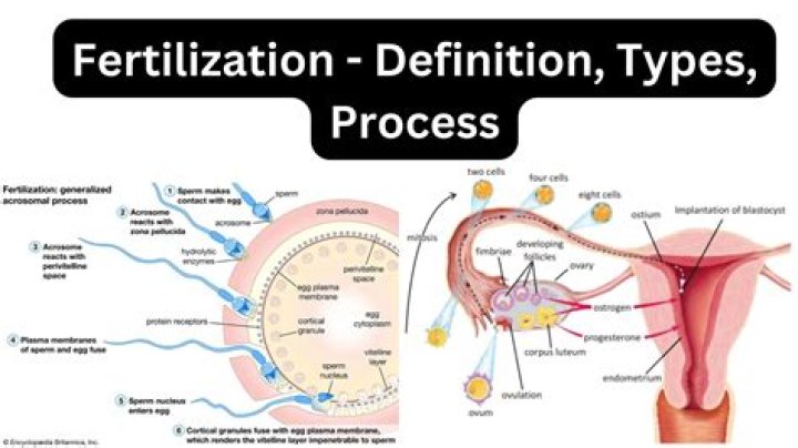 Were does fertilisation take place?