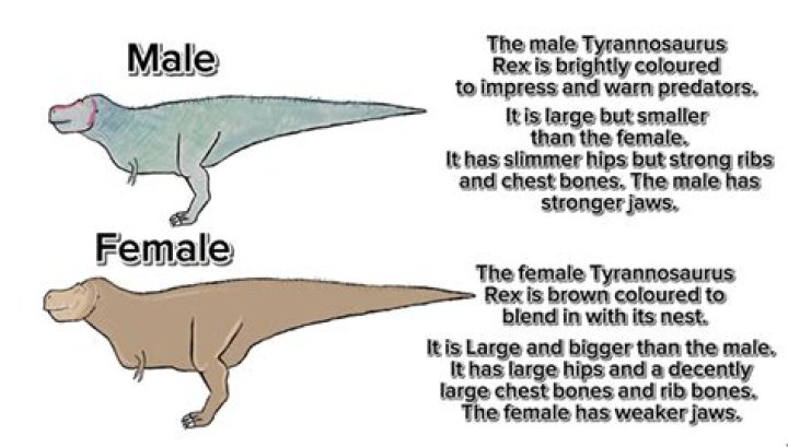 Were female tyrannosaurus bigger than males?
