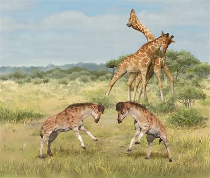 Were giraffes necks always long?