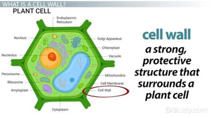 Were is the cell wall?