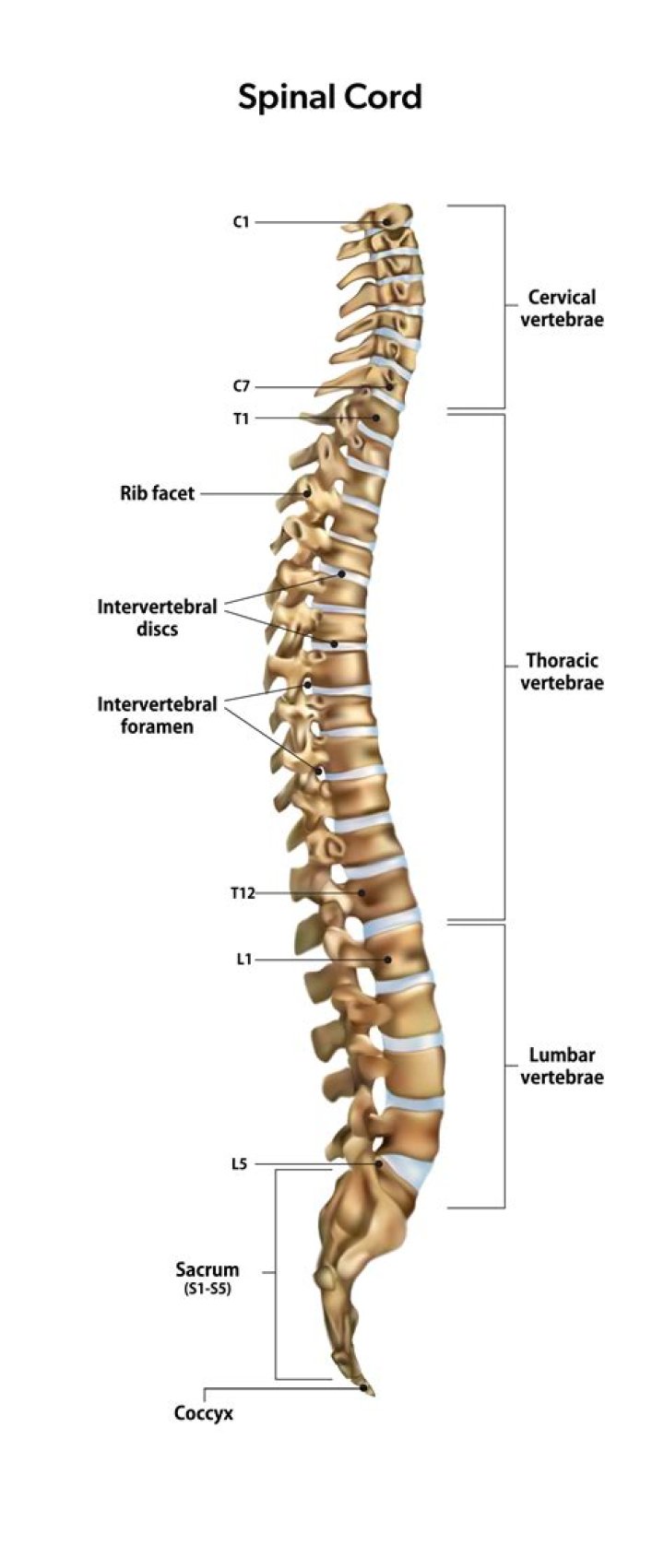 Were is the spinal cord located?