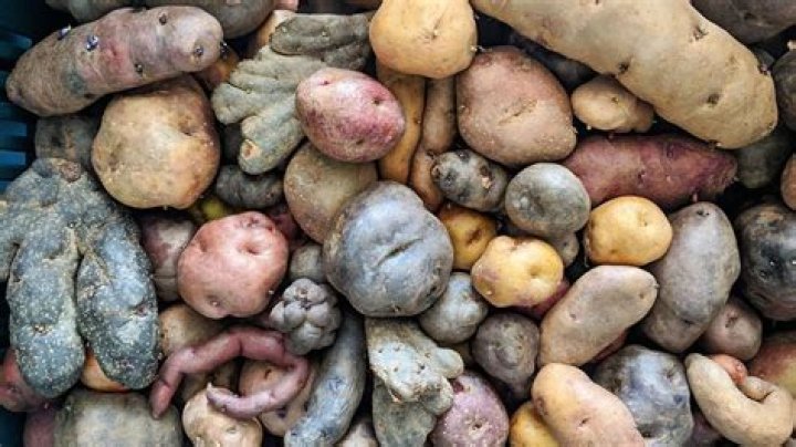 Were potatoes native to ireland?