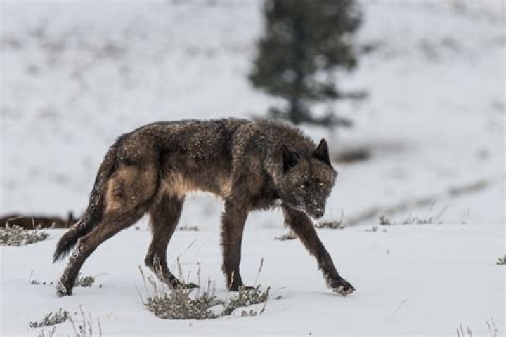 Were there wolves in england?