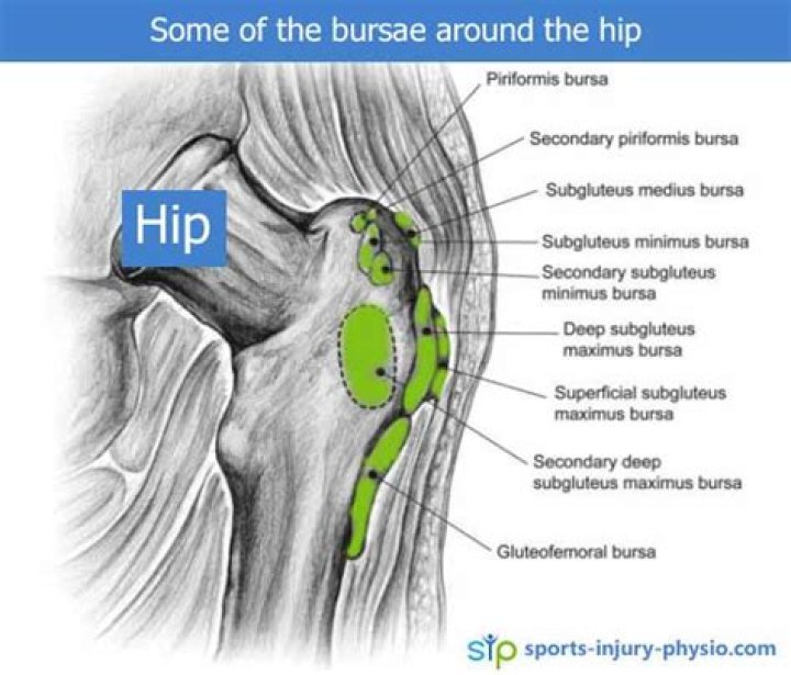 What 4 bursae are in the hip and thigh?