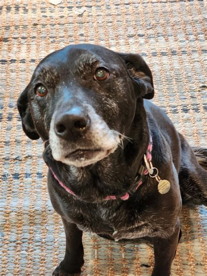 What a sweet looking dog?