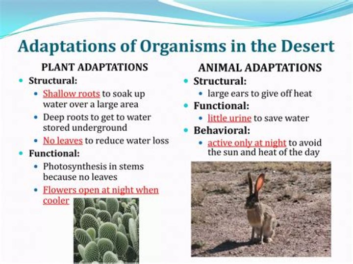 What adaptations do agoutis have?
