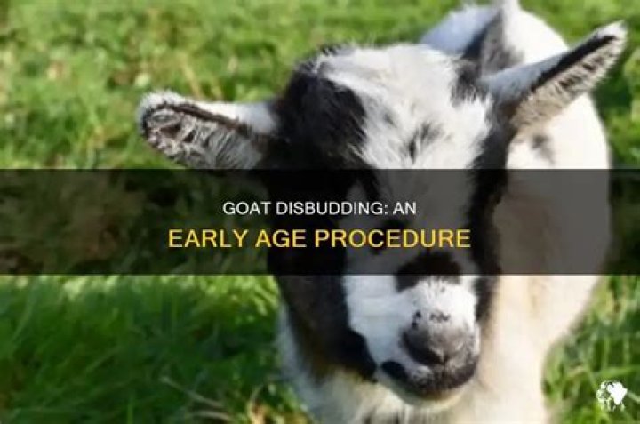 What age do you disbud goats?