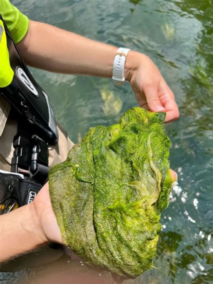 What algae kills dogs?