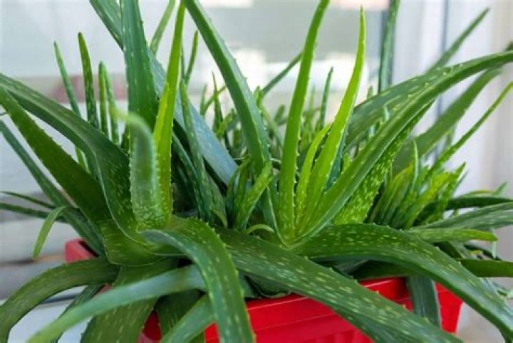What aloes good for?