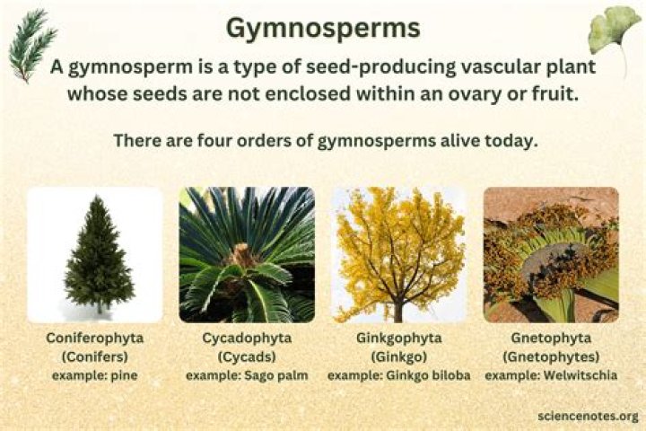 What angiosperms and gymnosperms have in common?