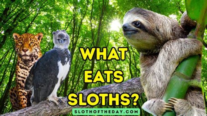 What animal eats killdeers?