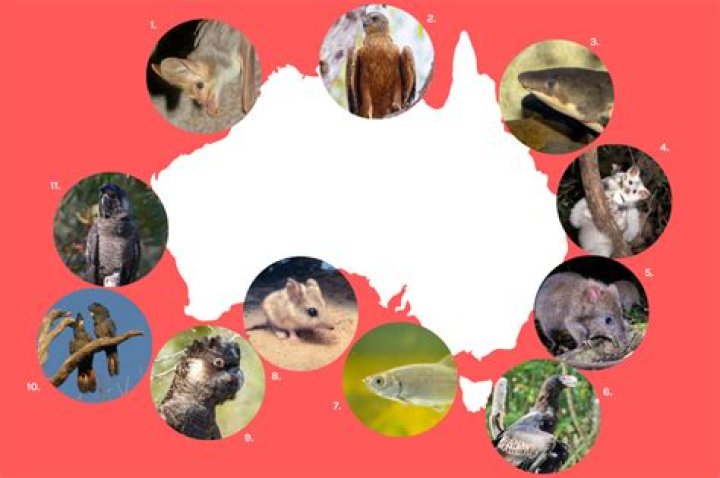 What animal eats long-footed potoroo?