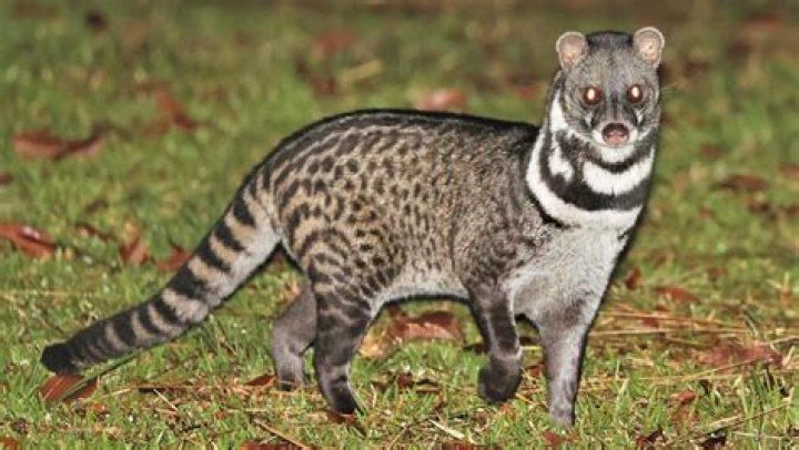 What animals are civets related to?