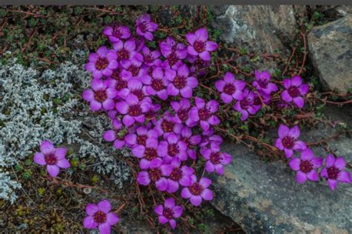 What animals eat purple saxifrage?
