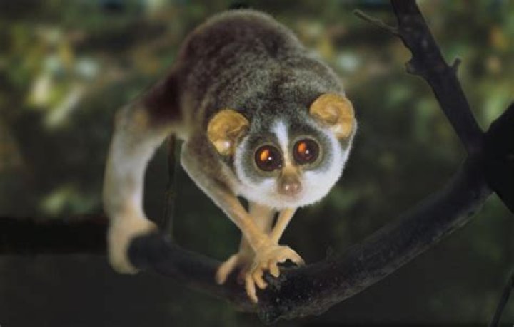 What animals have tapetum lucidum?