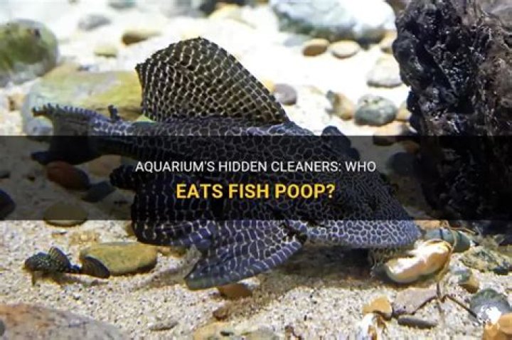 What aquarium fish eat poop?