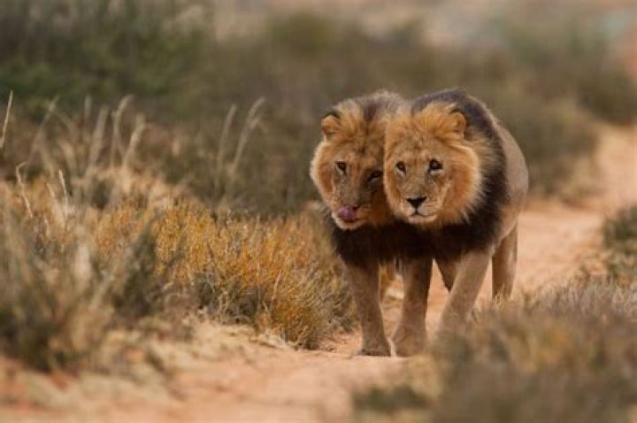 What are black maned lions?