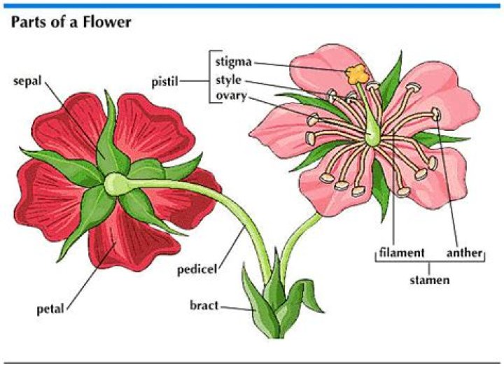 What are bracts in flower?
