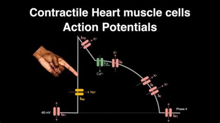 What are contractive articles?