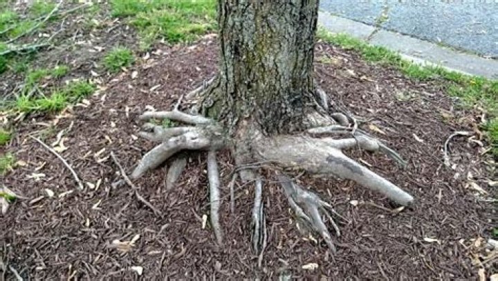What are girdled roots?