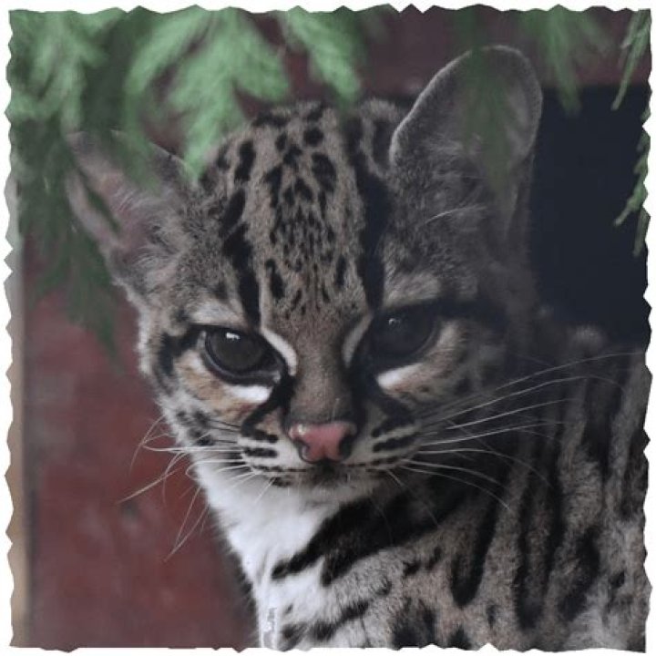 What are margays predators?