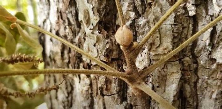 What are mockernut hickory used for?
