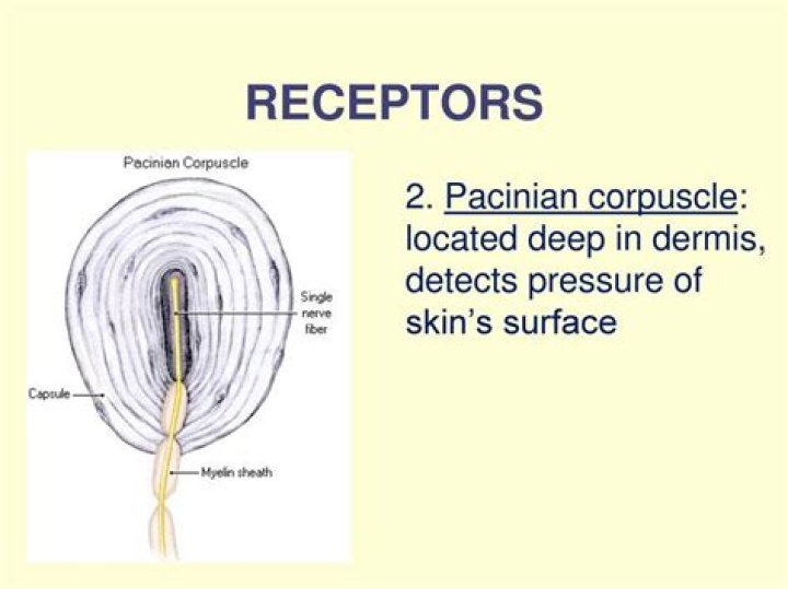 What are pacinian pleasure receptors?