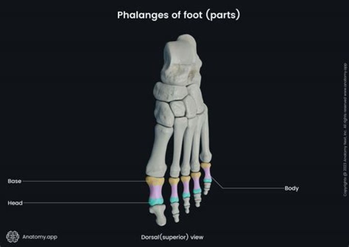 What are phalanges in the foot?