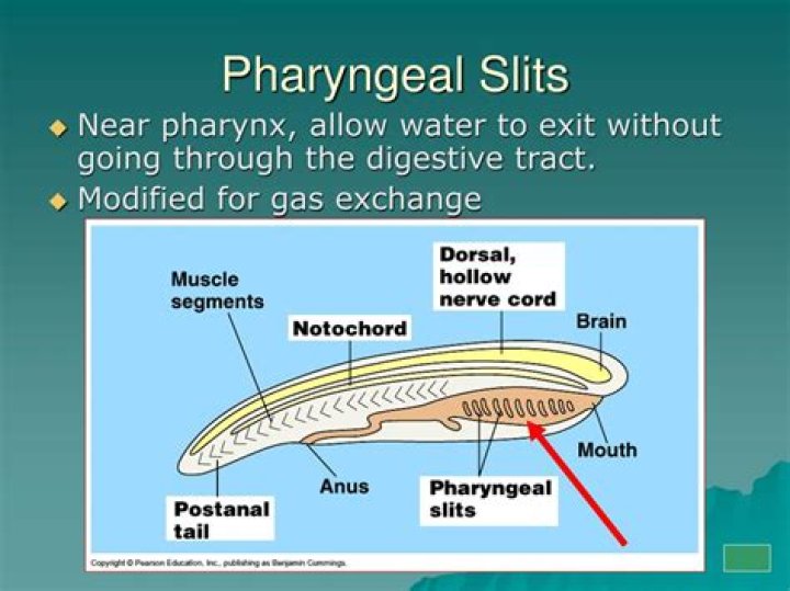 What are pharyngeal slits?
