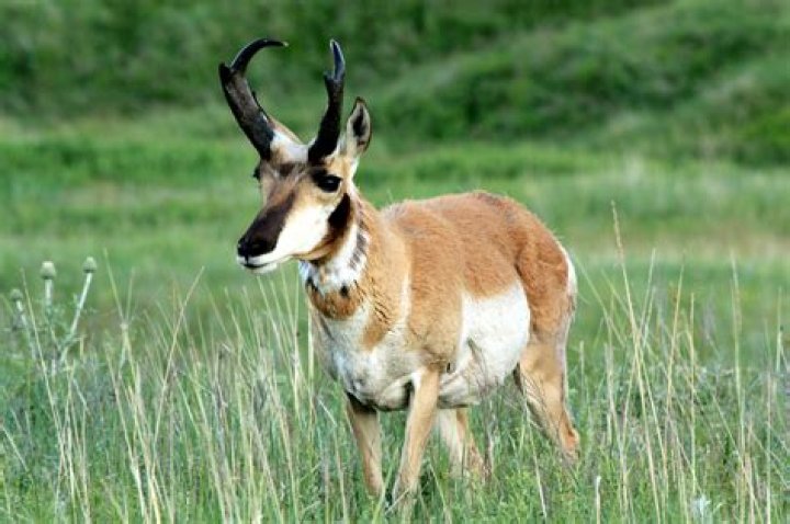 What are pronghorn horns made of?