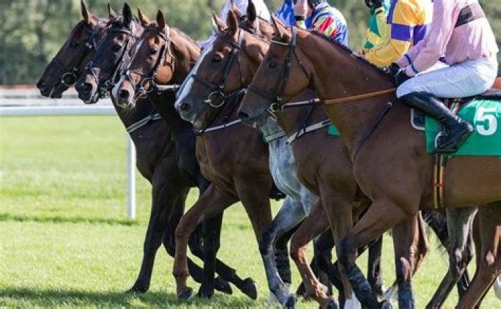 What are racehorses called?