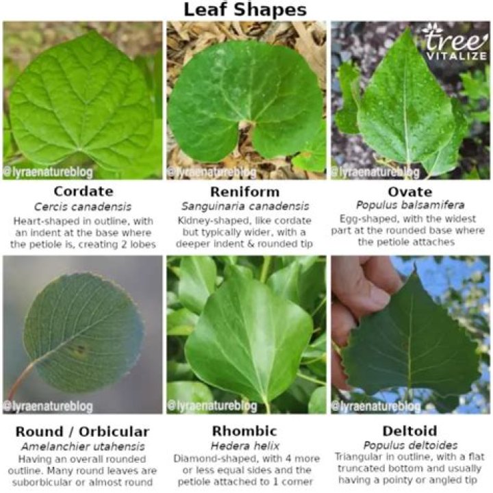 What are reniform leaf?