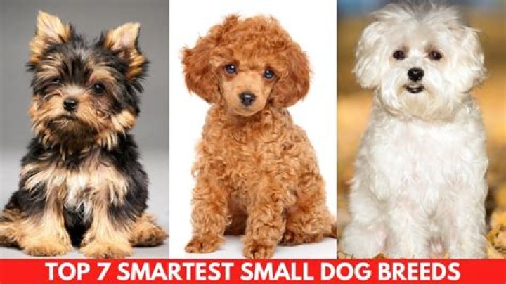 What are small sized dogs?