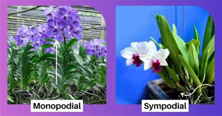What are sympodial orchids?