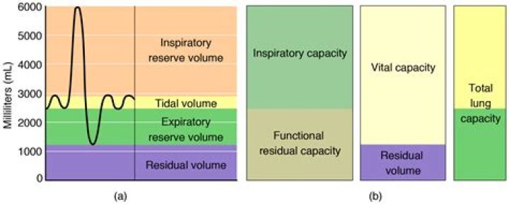 What are the 4 respiratory volumes?