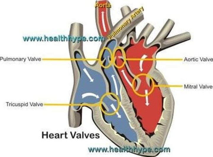 What are the av valves?