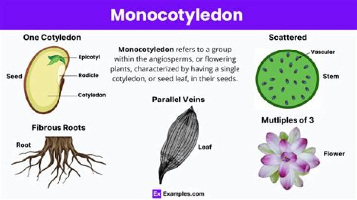 What are the characteristics of monocotyledons and dicotyledons?