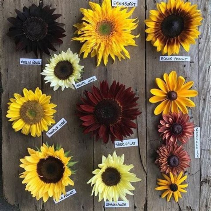 What are the different types of sunflowers?